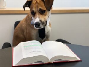 dog look at an open book