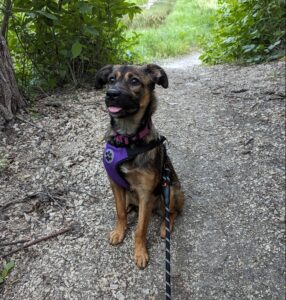 dog sitting on a trail